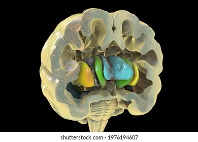 Human Brain Anatomy, Basal Ganglia. 3D Illustration Showing Caudate Nucleus (green), Putamen (yellow), And Lateral Ventricles (blue)