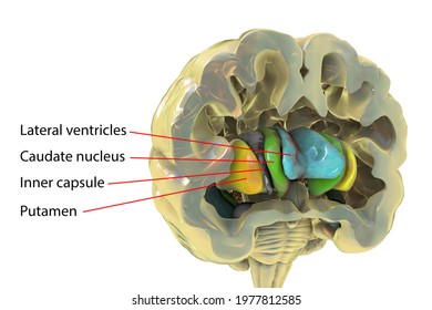 Human Brain Anatomy, Basal Ganglia. 3D Illustration Showing Caudate Nucleus (green), Putamen (yellow), And Lateral Ventricles (blue)