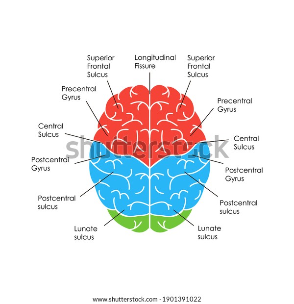 Human Brain Anatomy Infographic Card Poster Stock Illustration ...