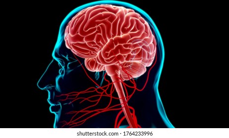 Anatomía Del Cerebro Humano Para Ilustración De Concepto Médico 3D