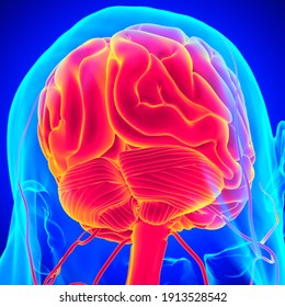 Cerveau Images Photos Et Images Vectorielles De Stock Shutterstock