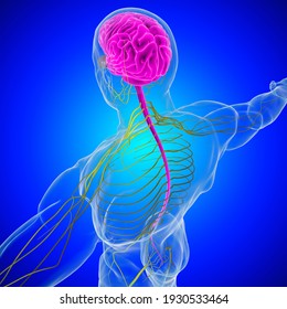 Human Brain Anatomy For Medical Concept 3D Illustration