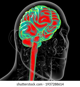 Human Brain Anatomy For Medical Concept 3D Illustration