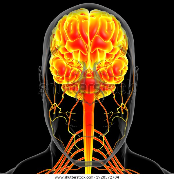 医療コンセプト3dイラスト用の人間の脳解剖学 のイラスト素材