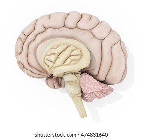 Human Brain Anatomy Medical Illustration On 스톡 일러스트 474831640 ...