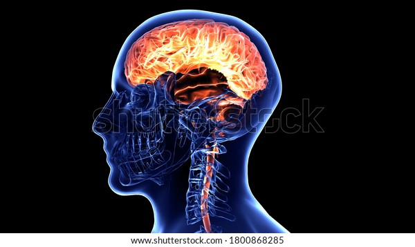 Human Brain Anatomy and Physiology.the\
brain has three main parts the cerebrum,cerebellum and\
brainstem.Cerebrum is the largest part of the brain and is composed\
of right and left\
hemispheres.3D