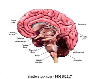 Labeled Brain Anatomy Images Stock Photos Vectors Shutterstock