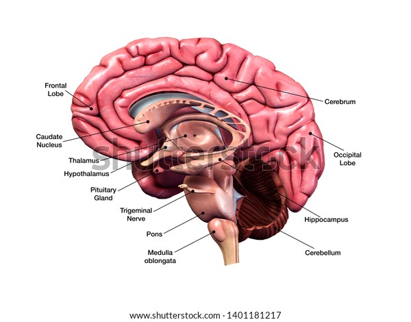 Menschliches Gehirn Anatomie Sagittal Abschnitt Mit Stockillustration 1401181217