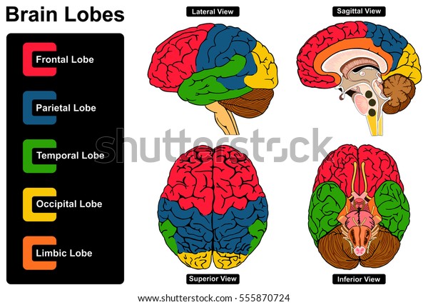 Human Brain Anatomy Set Lateral Sagittal Stockillustration
