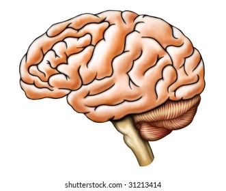 Human Brain Anatomy, Side View. Digital Illustration.