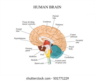 Human brain anatomy structure.