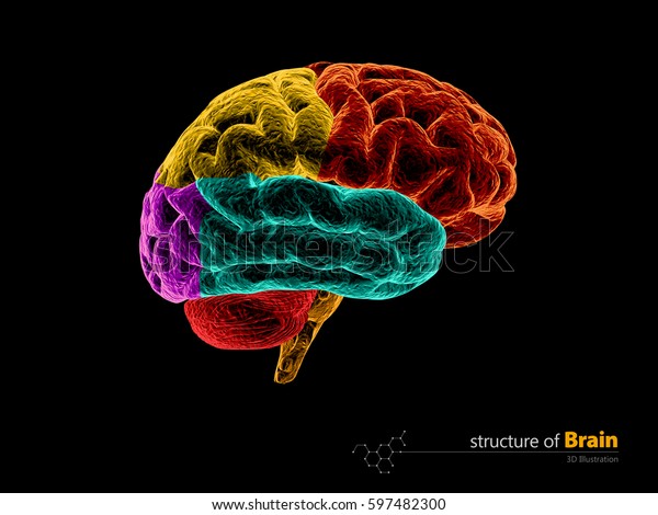 人間の脳と解剖構造 人間の脳解剖学の3dイラスト のイラスト素材