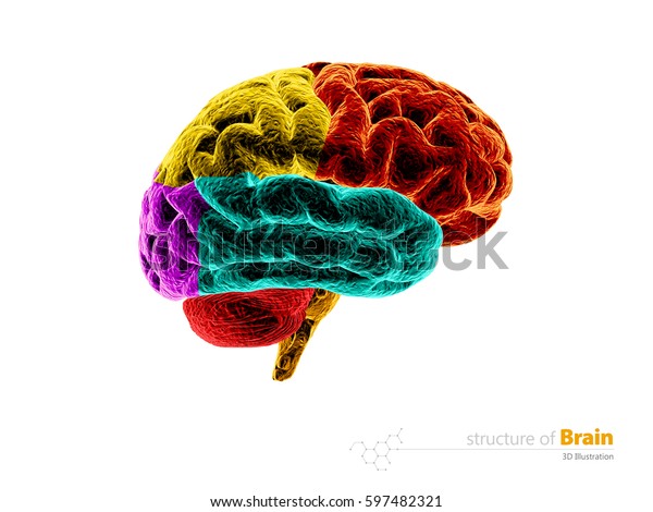 Human Brain Anatomy Structure Human Brain Stock Illustration 597482321