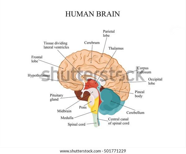 人間の脳解剖構造 のイラスト素材
