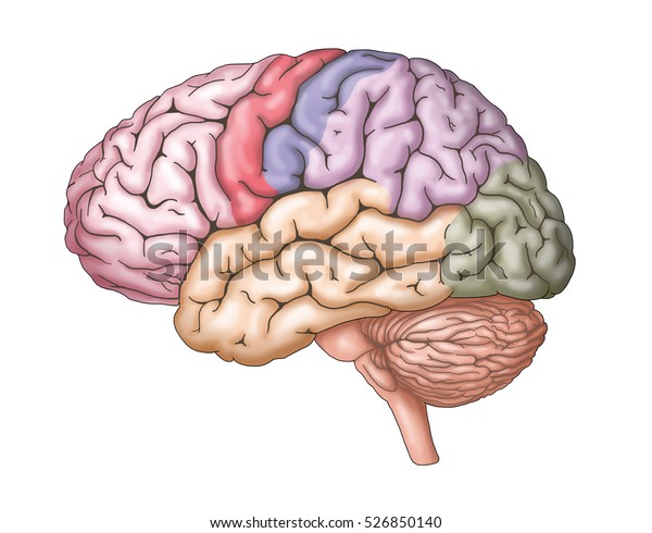 Human Brain Anatomy Structure Illustration Stock Illustration 526850140