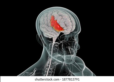 28 Broca's Area Images, Stock Photos & Vectors | Shutterstock