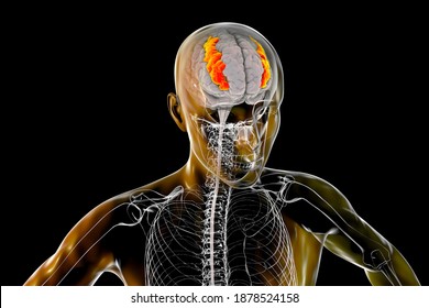 Human Brain In The Body With Highlighted Middle Frontal Gyrus, 3D Illustration. It Is The Part Of Prefrontal Cortex Of The Frontal Lobe. It Is Involved In The Language Learning And Attention