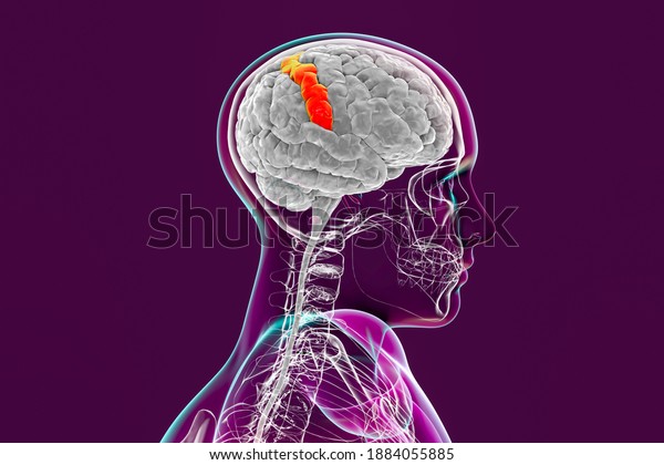 Human brain in body with highlighted postcentral\
gyrus, 3D illustration. It is located in the lateral parietal lobe,\
the primary somatosensory cortex, and is responsible for the sense\
of touch