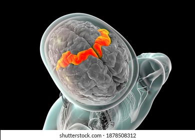 Human brain in the body with highlighted precentral gyrus, 3D illustration. It is located in the posterior frontal lobe and is the site of the primary motor cortex, the Brodmann area 4.