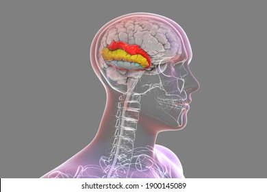 Human brain in body with highlighted temporal gyri, 3D illustration. It is involved in visual long-term memory memory, language comprehension, emotion association