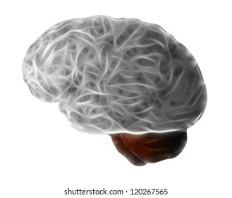 Human Brain - Cerebrum - Grey Matter