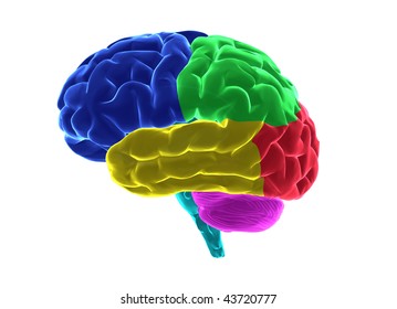 Human brain with clipping path