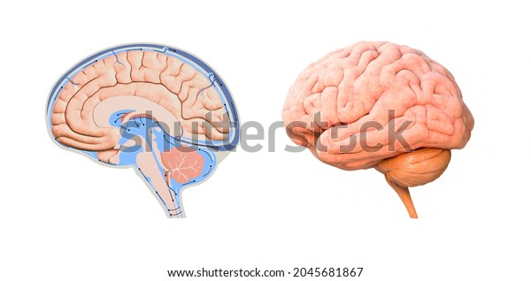 ヒト脳断面図 3dレンダリング イラトス のイラスト素材 Shutterstock