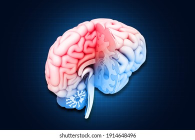 Human Brain Cross Section.3d Illustration