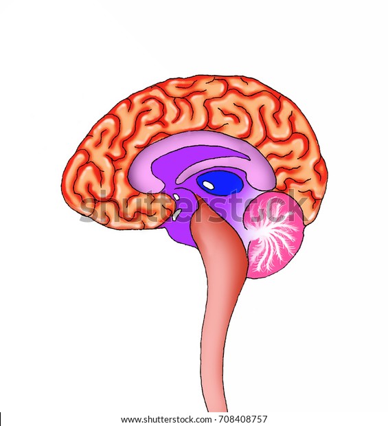 Human Brain Cut Half Which Seen Stock Illustration