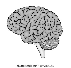 Human brain, digital illustration over white background