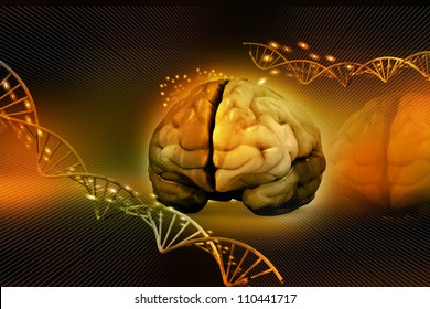 human brain and dna