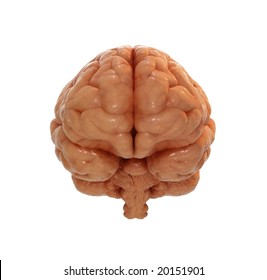 Human Brain Front View