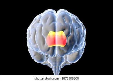 human brain 3d model project corpus callosum