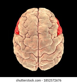 Human Brain With Highlighted Inferior Frontal Gyrus, Top View, 3D Illustration. It Is A Part Of The Prefrontal Cortex And The Location Of Broca's Area, Involved In Language Processing And Speech