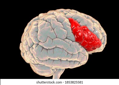 Human Brain With Highlighted Inferior Frontal Gyrus, 3D Illustration. It Is A Part Of The Prefrontal Cortex And The Location Of Broca's Area, Involved In Language Processing And Speech Production