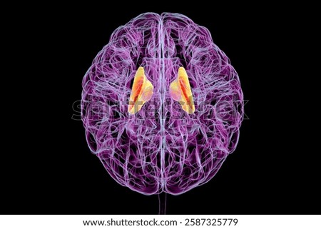 Human brain with highlighted internal capsule, crucial for transmitting motor and sensory signals, 3D illustration. Top view.