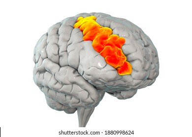 Human Brain With Highlighted Middle Frontal Gyrus, 3D Illustration. It Is The Part Of Prefrontal Cortex Of The Frontal Lobe. It Is Involved In The Language Learning And Attention