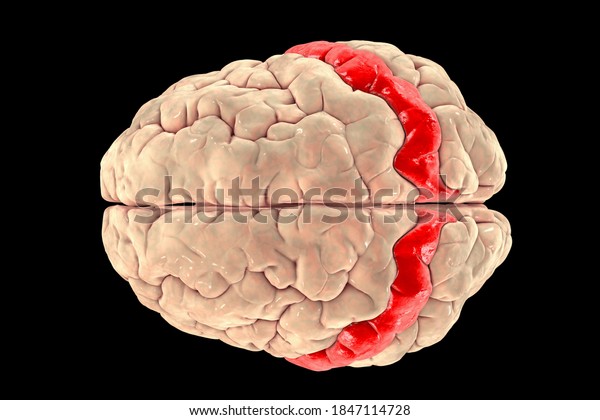 Human brain with highlighted postcentral gyrus, top\
view, 3D illustration. It is located in the lateral parietal lobe,\
the primary somatosensory cortex, and is responsible for the sense\
of touch