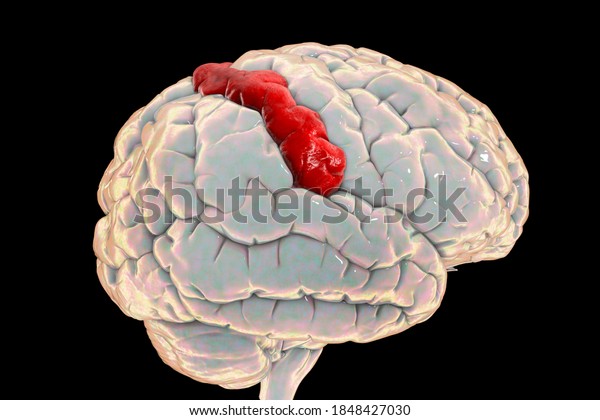 Human\
brain with highlighted postcentral gyrus, 3D illustration. It is\
located in the lateral parietal lobe, the primary somatosensory\
cortex, and is responsible for the sense of\
touch