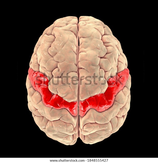 Human brain\
with highlighted precentral gyrus, top view, 3D illustration. It is\
located in the posterior frontal lobe and is the site of the\
primary motor cortex, the Brodmann area\
4.