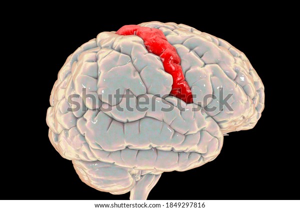 Human brain with highlighted precentral gyrus, side\
view, 3D illustration. It is located in the posterior frontal lobe\
and is the site of the primary motor cortex, the Brodmann area\
4.