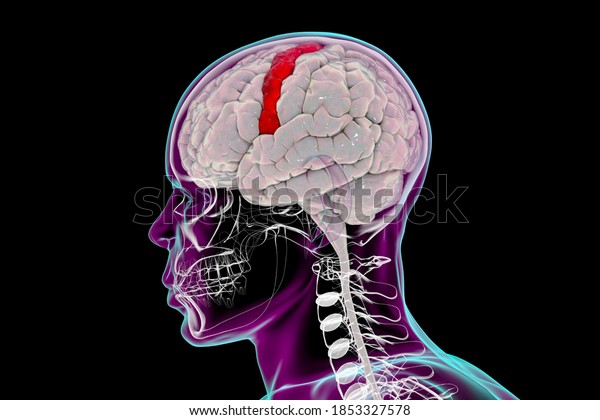 Human brain with highlighted precentral gyrus inside\
the body, side view, 3D illustration. It is located in the\
posterior frontal lobe and is the site of the primary motor cortex,\
the Brodmann area\
4.