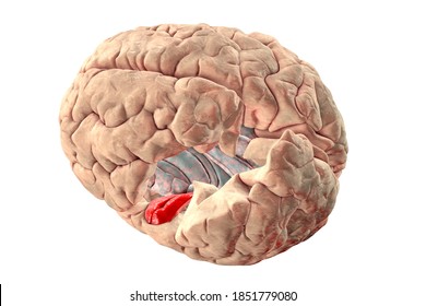Human brain with highlighted in red transverse temporal gyri, which are part of primary auditory cortex, 3D illustration. Left precentral and postcentral gyri are deleted for better visualization