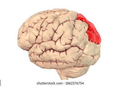 Human Brain Highlighted Superior Parietal Lobule Stock Illustration ...