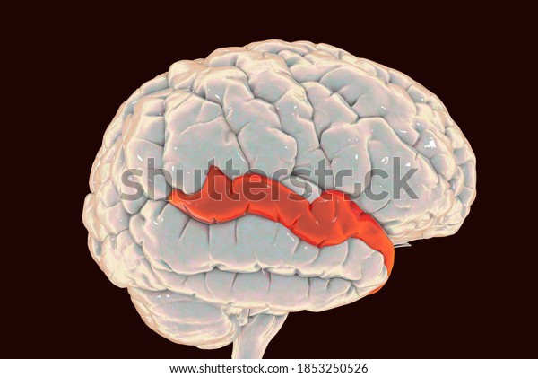 Human brain with highlighted superior temporal gyrus,\
3D illustration. It is located in the temporal lobe, contains the\
auditory cortex, is responsible for the sensation of sound and the\
processing of