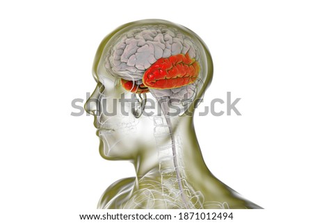 Human brain with highlighted temporal lobe, 3D illustration. It is involved in visual long-term memory memory, language comprehension, emotion association Foto stock © 