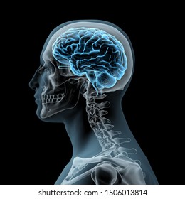 Human Brain Illuminated Within Man's Head And Skull, Side View, 3D Rendering