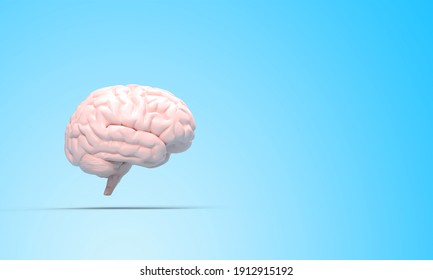 Human Brain Illustration - 3D Rendering