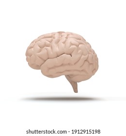 Human Brain Illustration - 3D Rendering