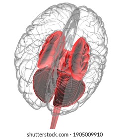 Brain Choroid Plexus Cerebral Hemisphere Anatomy Stock Illustration ...